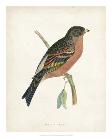 Mountain Finch by Tom Morris art print