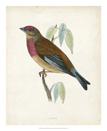 Linnet by Tom Morris art print