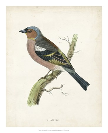 Chaffinch by Tom Morris art print