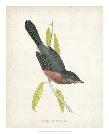 Dartford Warbler by Tom Morris art print