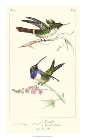 Lemaire Hummingbirds I by C.L. Lemaire art print