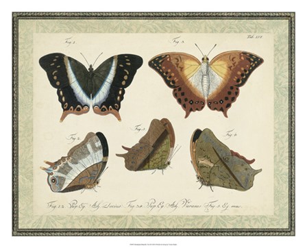Bookplate Butterflies Trio III by Vision Studio art print