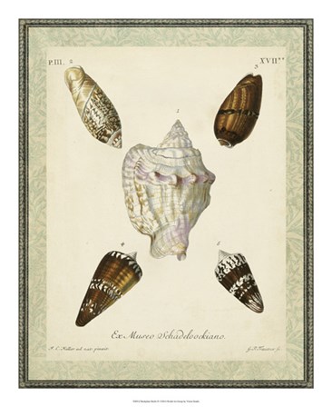 Bookplate Shells IV by Vision Studio art print