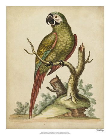 Paradise Parrots II by George Edwards art print