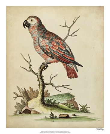 Paradise Parrots IV by George Edwards art print