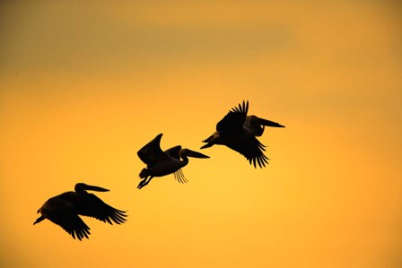White Pelican birds, Lake Manyara National Park, Tanzania by Adam Jones / Danita Delimont art print
