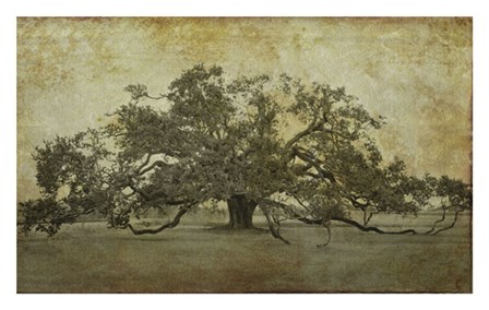 Sugarmill Oak, Louisiana by William Guion art print