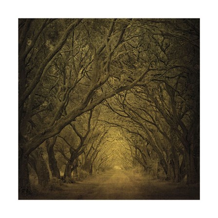 Evergreen Oak Alley (vertical view) by William Guion art print