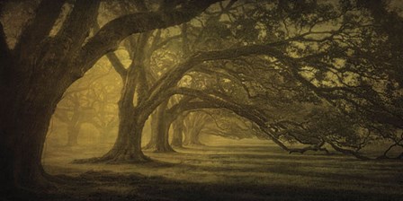 Oak Alley Morning Shadows by William Guion art print