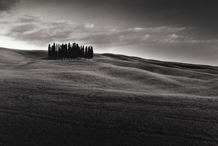 Cypresses and Rolling Hills by Michael Hudson art print