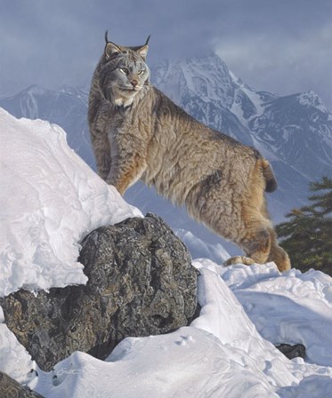 Austere Ascent (Lynx) by Daniel Smith art print
