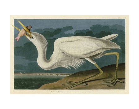 Great White Heron by John James Audubon art print