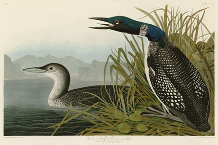 Great Northern Diver or Loon by John James Audubon art print