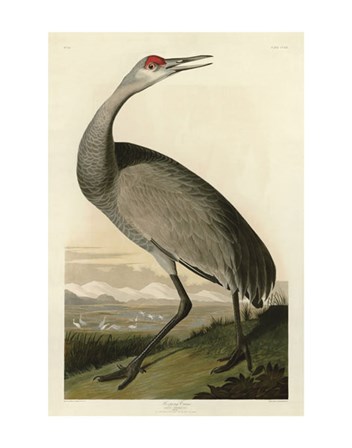Hooping Crane by John James Audubon art print