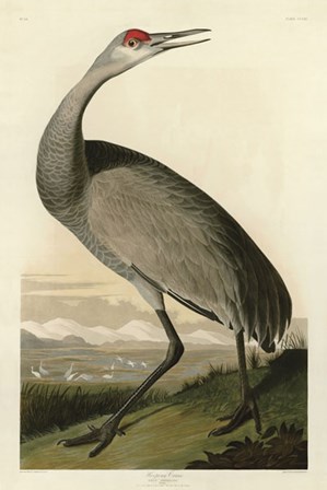 Hooping Crane by John James Audubon art print