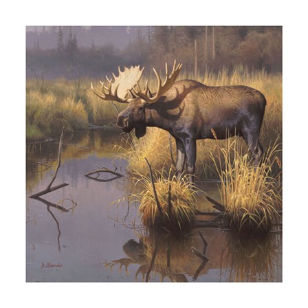 Bull Moose by Greg Alexander art print