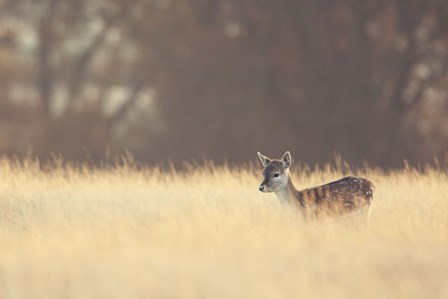 Small One by Mark Bridger art print