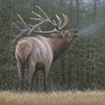 Broken Silence - Elk by Daniel Smith art print