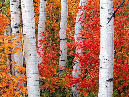 Aspens and Maples by Elizabeth Carmel art print