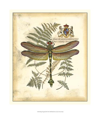 Regal Dragonfly III by Vision Studio art print