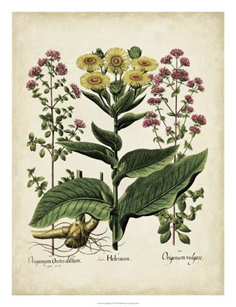 Besler Florilegium I by Basilius Besler art print