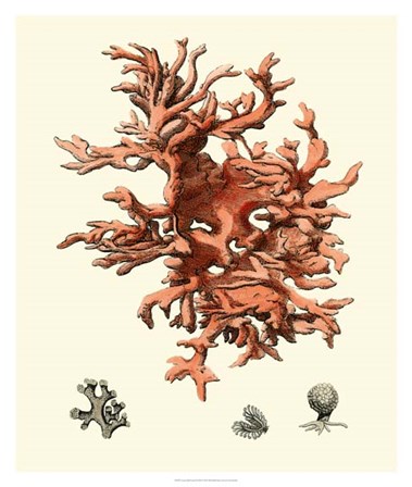 Red Coral III by Vision Studio art print