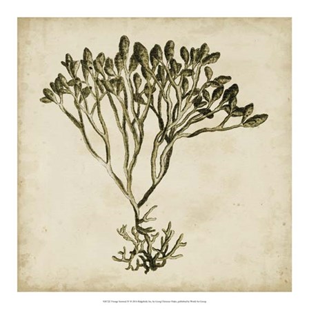 Vintage Seaweed IV by Georg C. Oeder art print