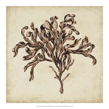 Vintage Seaweed VI by Georg C. Oeder art print