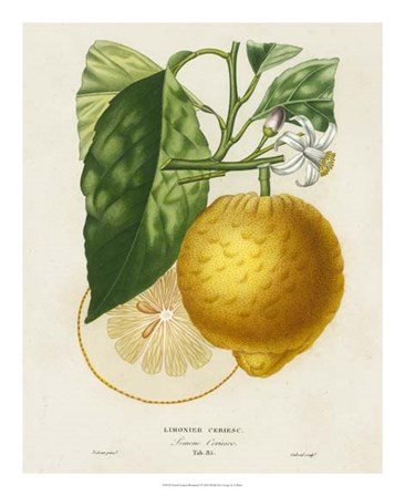 French Lemon Botanical I by A. Risso art print