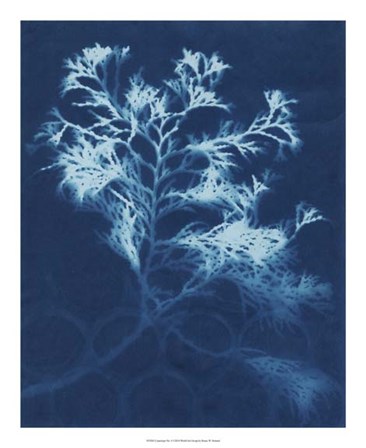 Cyanotype No.4 by Renee Stramel art print