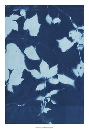 Cyanotype No.12 by Chariklia Zarris art print