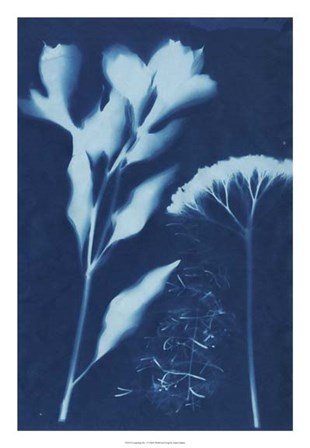 Cyanotype No.15 by Jenna Guthrie art print