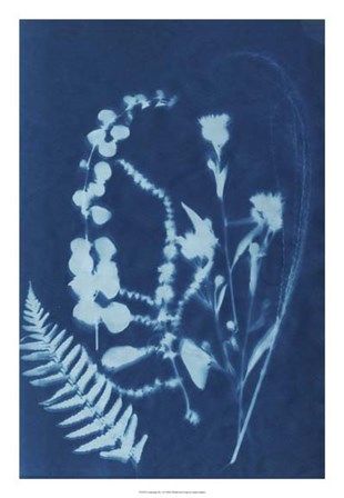 Cyanotype No.16 by Jenna Guthrie art print