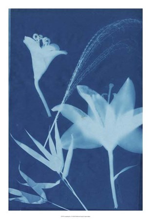 Cyanotype No.19 by Jenna Guthrie art print