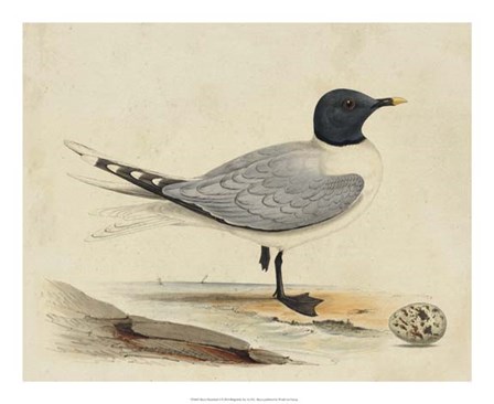 Meyer Shorebirds I by H.l. Meyer art print