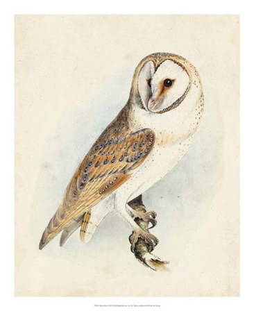 Meyer Barn Owl by H.l. Meyer art print