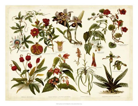 Tropical Botany Chart II by Bert Meyers art print