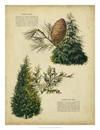 Deodar Cedar &amp; Eastern Red Cedar art print