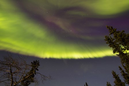 Aurora Borealis with Trees, Yukon, Canada by Joseph Bradley/Stocktrek Images art print