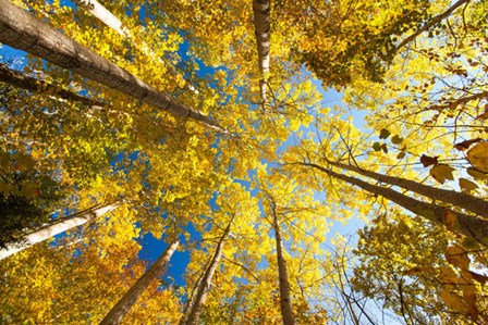 Aspens on the Canon Brook Trail by Michael Hudson art print