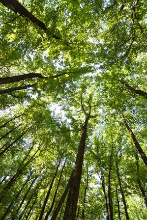 Woods, Shenandoah National Park by Michael Hudson art print