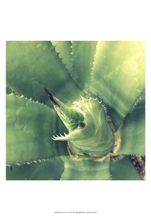 Succulent II by Lillian Bell art print