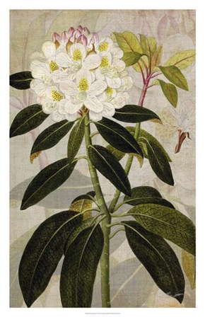 Rhododendron I by John Butler art print