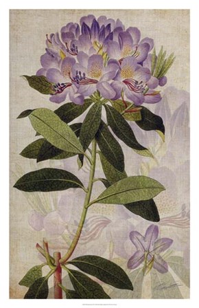 Rhododendron II by John Butler art print