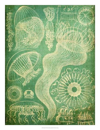 Sealife I by John Butler art print