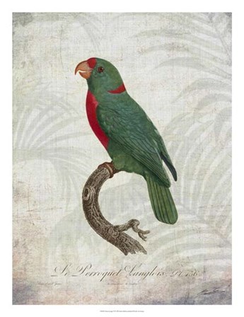 Parrot Jungle VI by John Butler art print