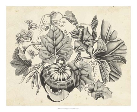 Sepia Squash II by Naomi McCavitt art print