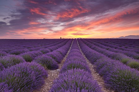 Sunrise over Lavender by Michael Blanchette Photography art print