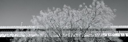 Golden Tree (b/w) by Erin Clark art print