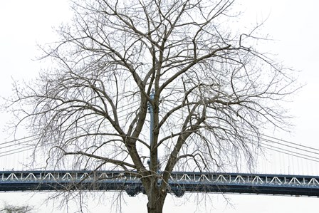 Manhattan Bridge Span with Tree by Erin Clark art print